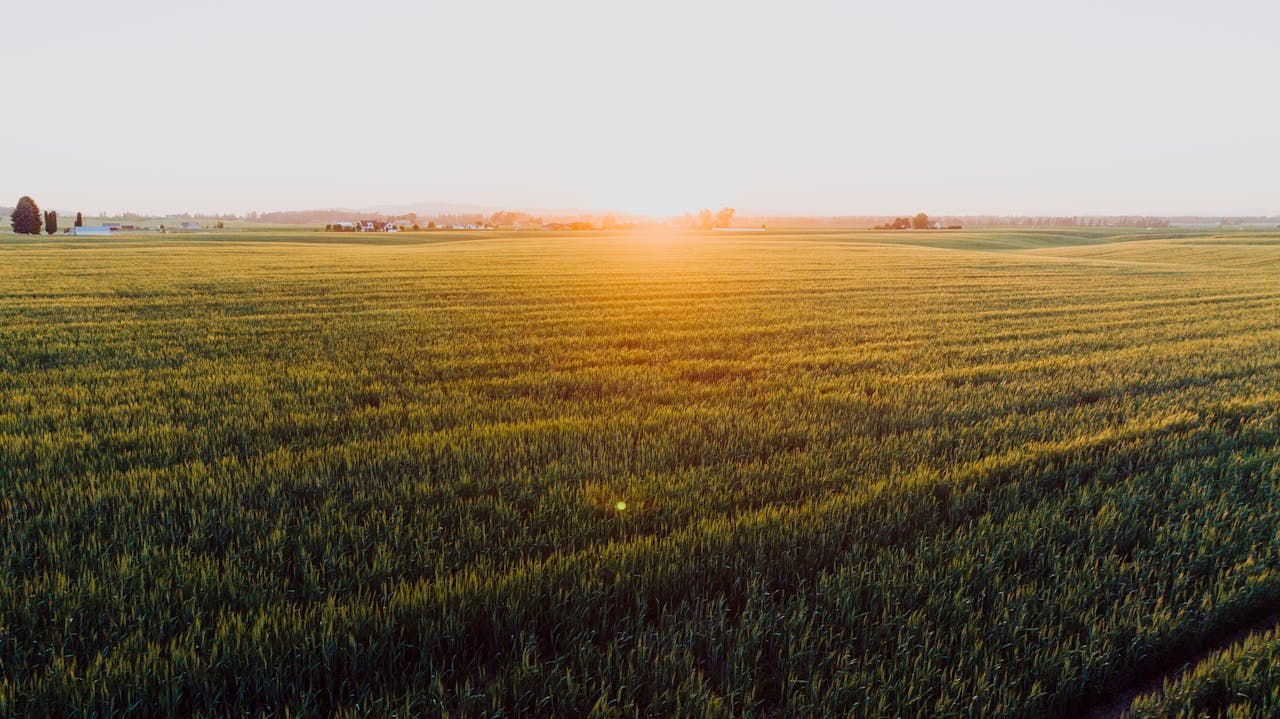 Peaceful sunrise over expansive wheat fields, capturing rural beauty in Spokane, WA.