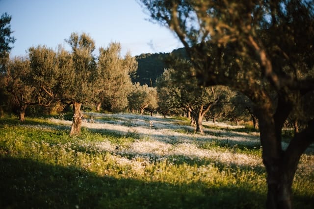 olive farm