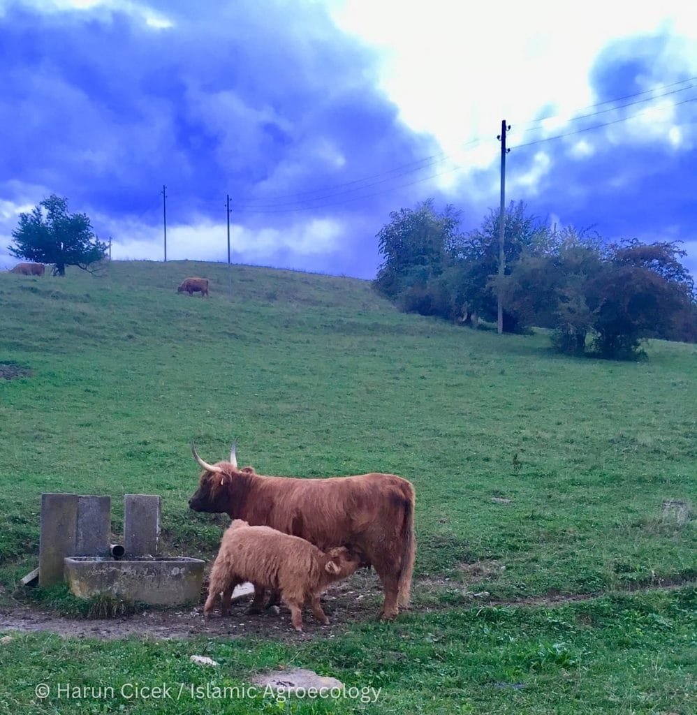 A cow nursing her calf together in a pasture