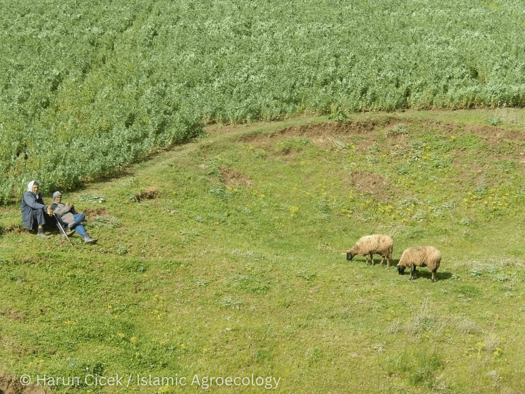 Shepherds resting beside grazing land used for livestock