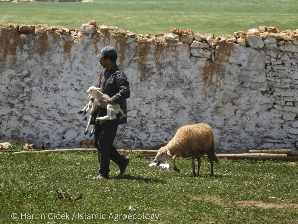 A man carrying a lamb across a pasture near a stone wall