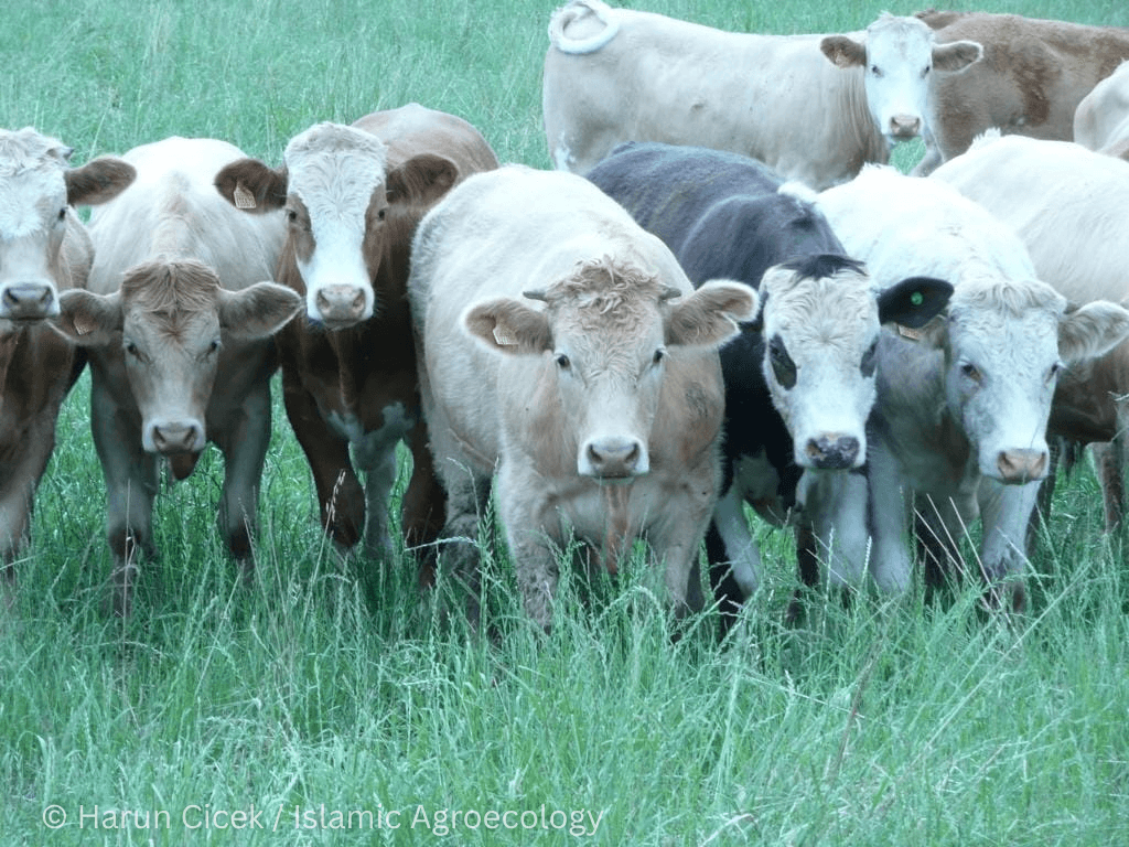 Herd of cattle looking directly at the camera in a pasture