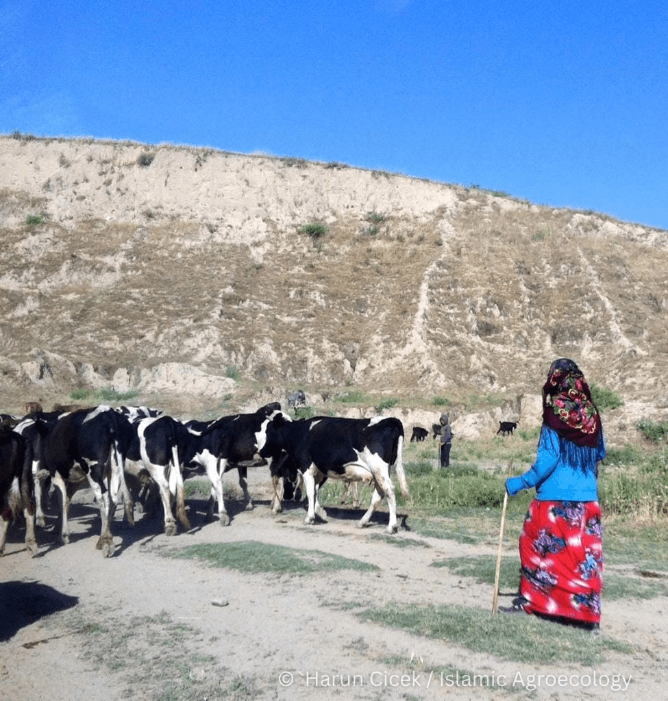 A woman herding a group of cattle across open grazing land